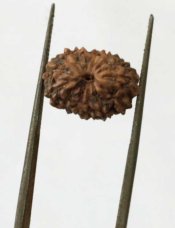 12 Mukhi Certified Indonesian Rudraksha Size- 13.50 mm